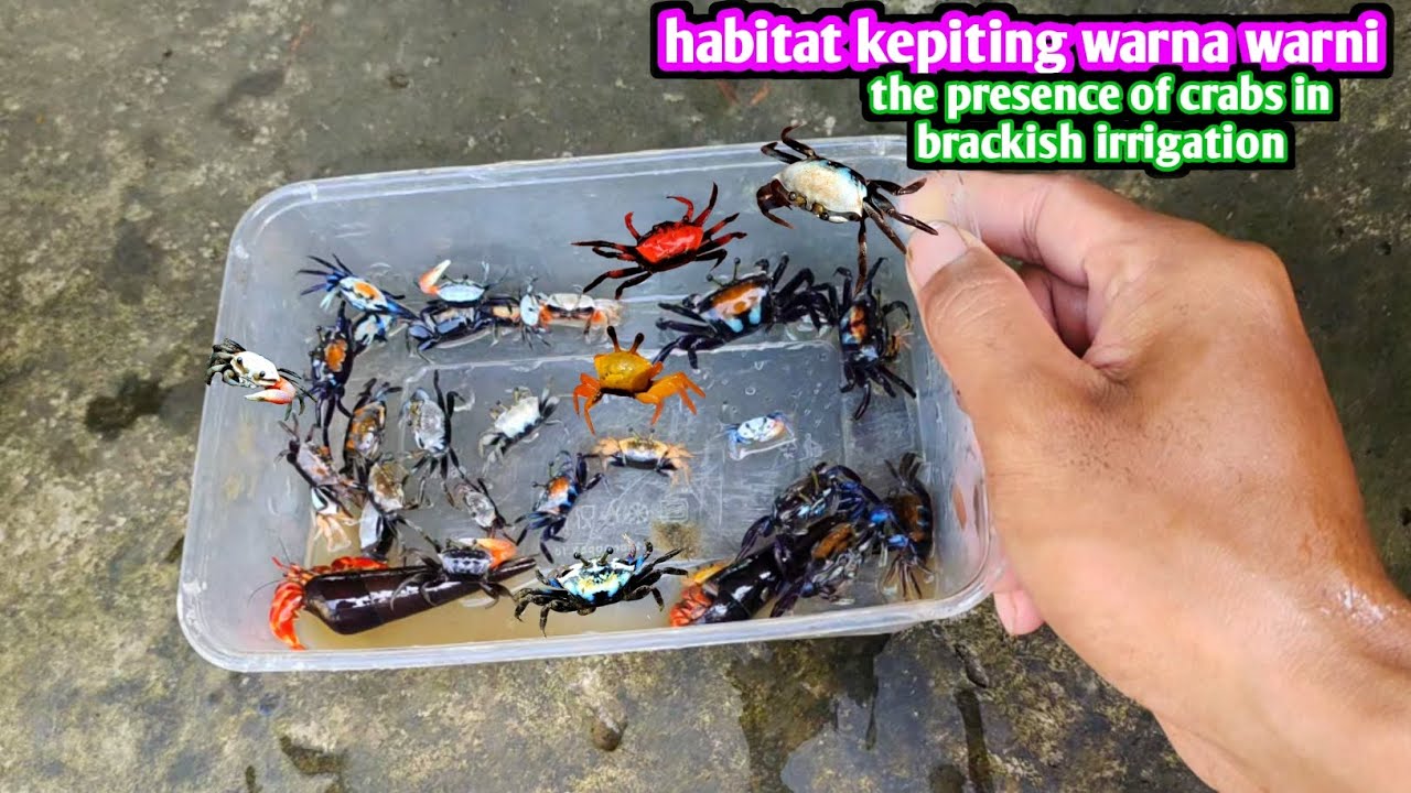 KEPITING DISINI BERWARNA WARNI