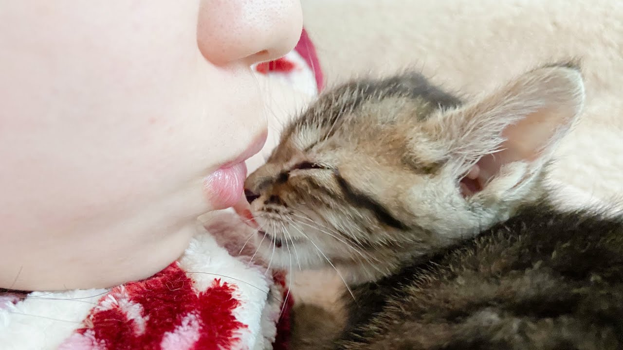 溺愛する子猫に顔を近づけたら...【保護猫】