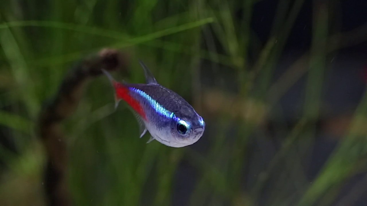 ARSYLINE AKVARISTA
