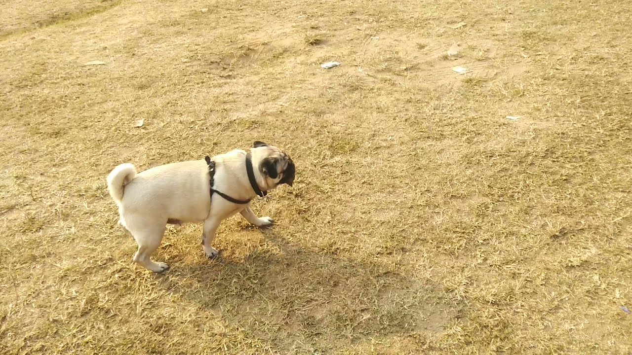 Lucy running mood || funny & cute pug video 