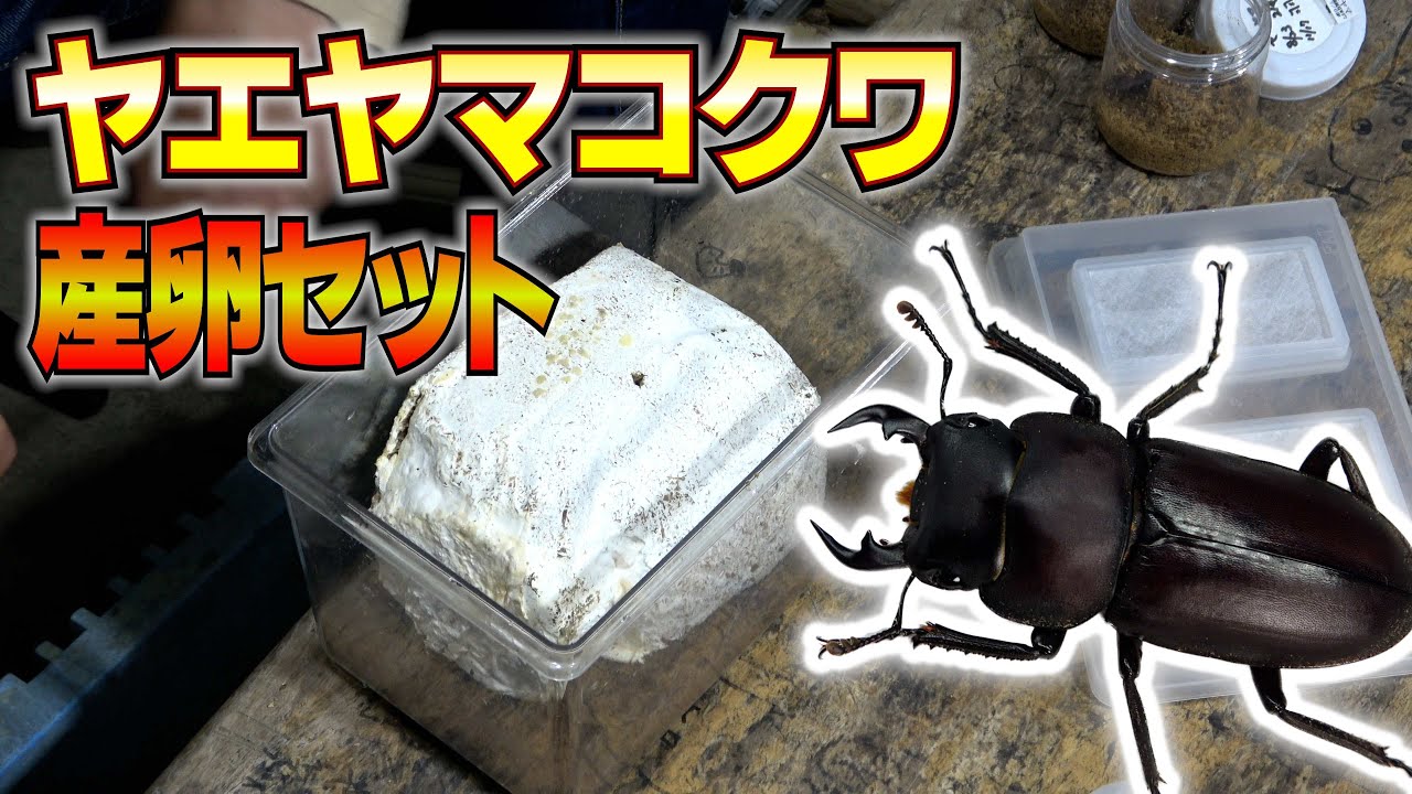 日本の超貴重なクワガタの産卵セットを組みます