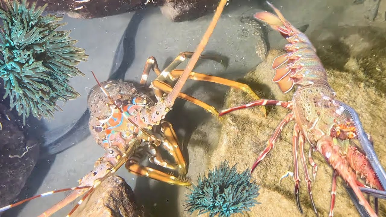 Night Diving Seafood - Catching Lobster, Crab, Flash Shrimp, And Eel【Cậu bé lặn】
