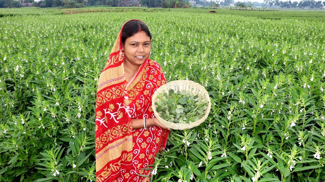 সাপুনে শাকের সিজেন থাকতে থাকতে রেসিপিটি বানিয়ে নিন নাহলে পরে আপশোস হবে l Farm Fresh Sapune Recipe