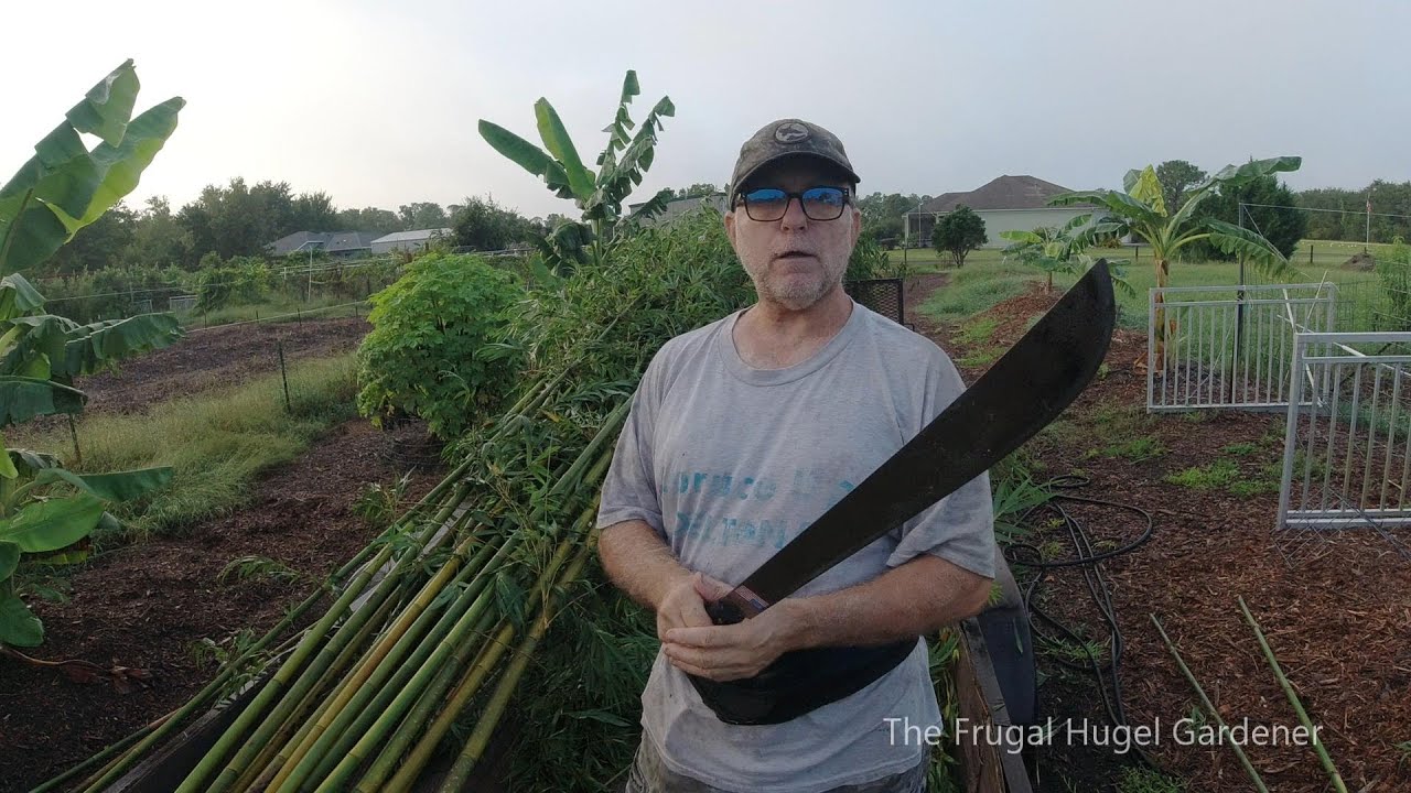 Making Bamboo Banana Plant Supports for My Fruiting Banana Plants