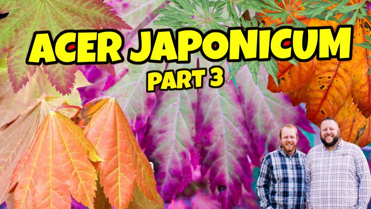 Acer japonicum Showcase | Part 3