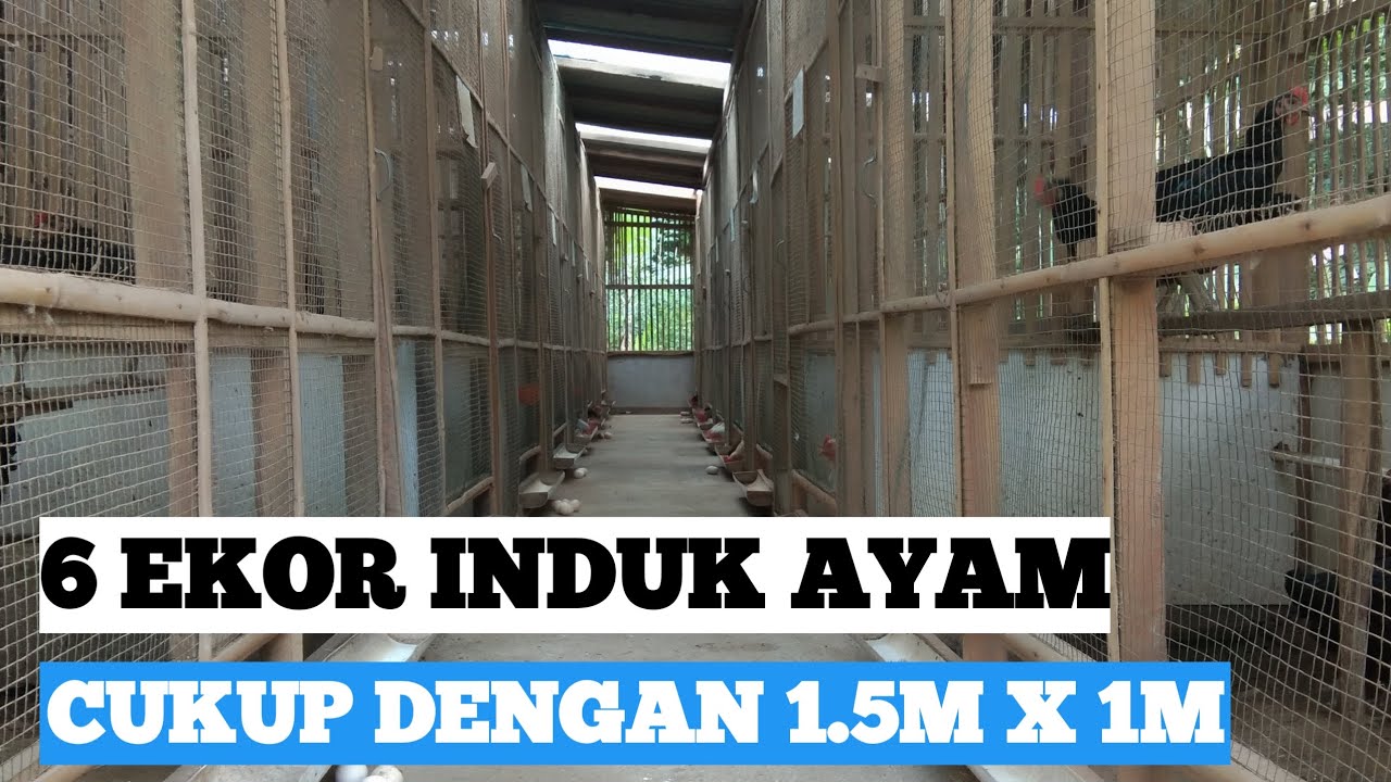 Ukuran kandang induk ayam kampung / KUB sederhana minimalis kecil kecilan