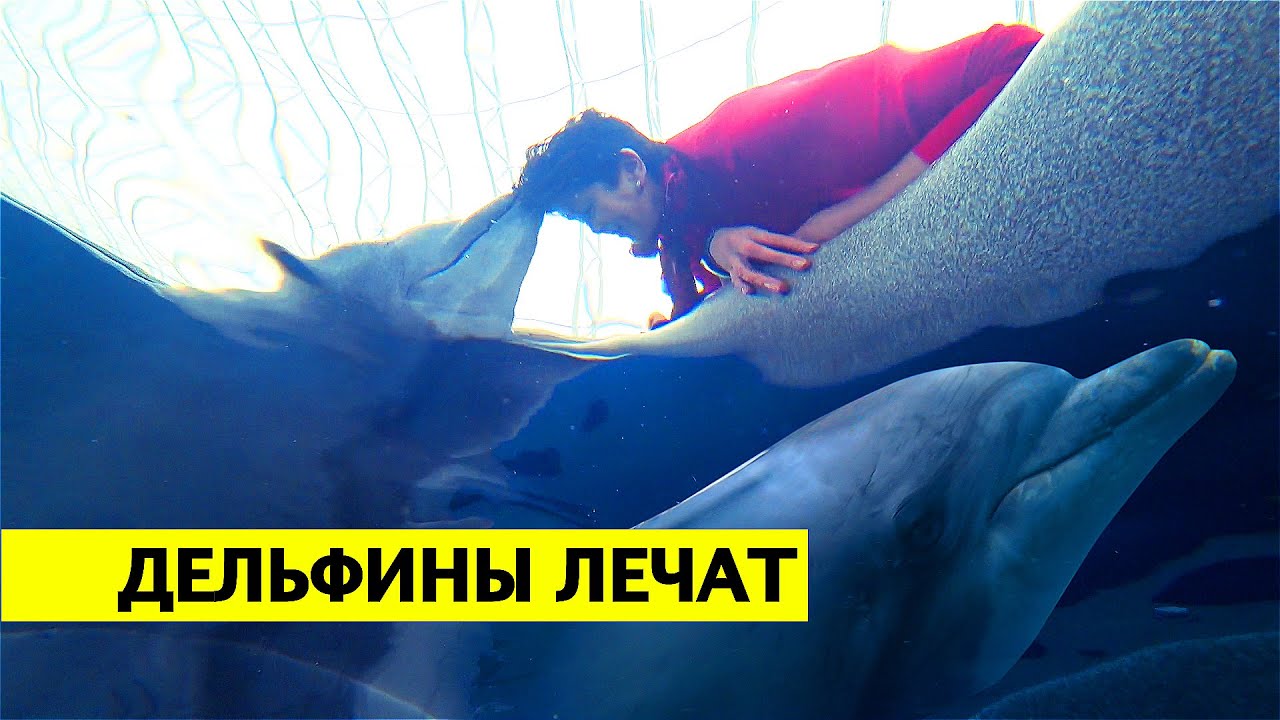 ДЕЛЬФИНОТЕРАПИЯ | СИСТЕМА ВОСПИТАНИЯ