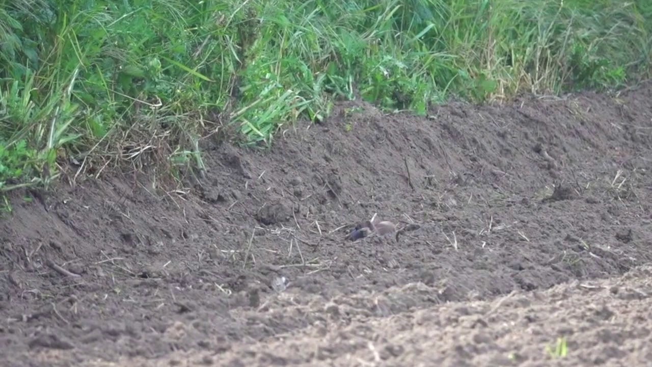 Weasel at Hesketh Out Marsh Lancashire
