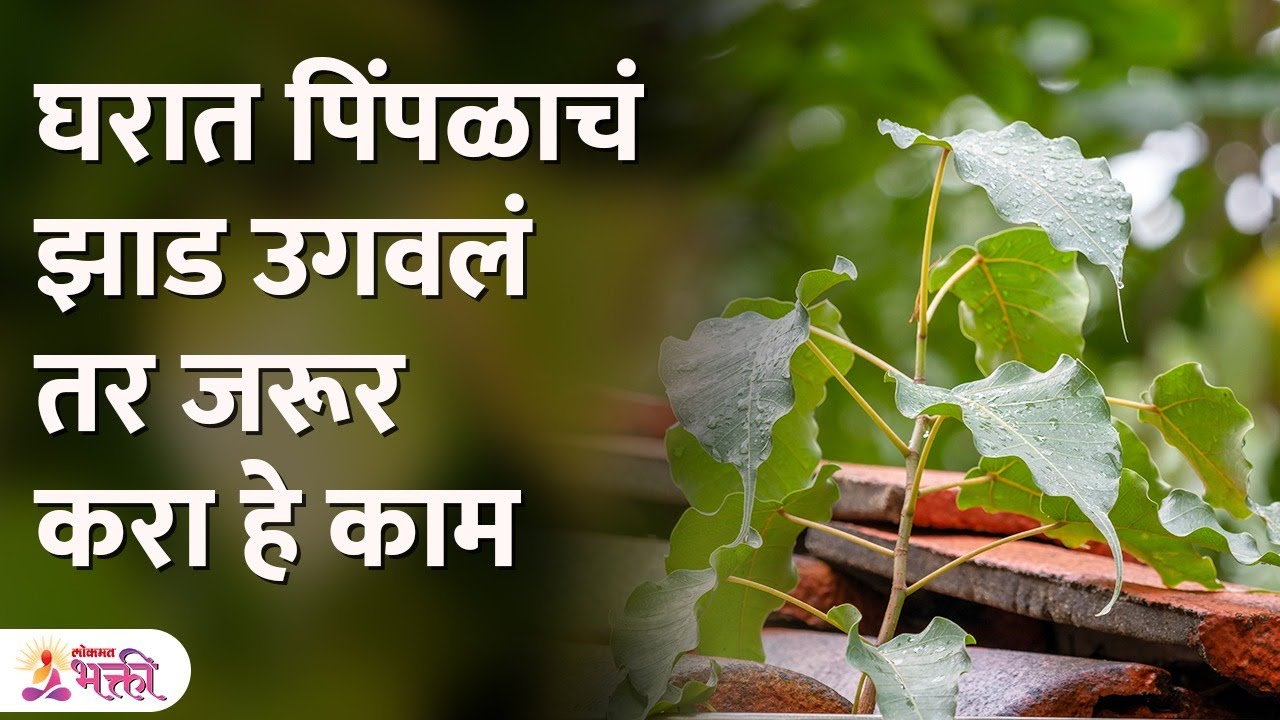 घरावर पिंपळ वृक्ष उगवणं असतं अशुभ, लगेच उचला असं पाऊल | Vastu Tips | Vastu Tips For Home