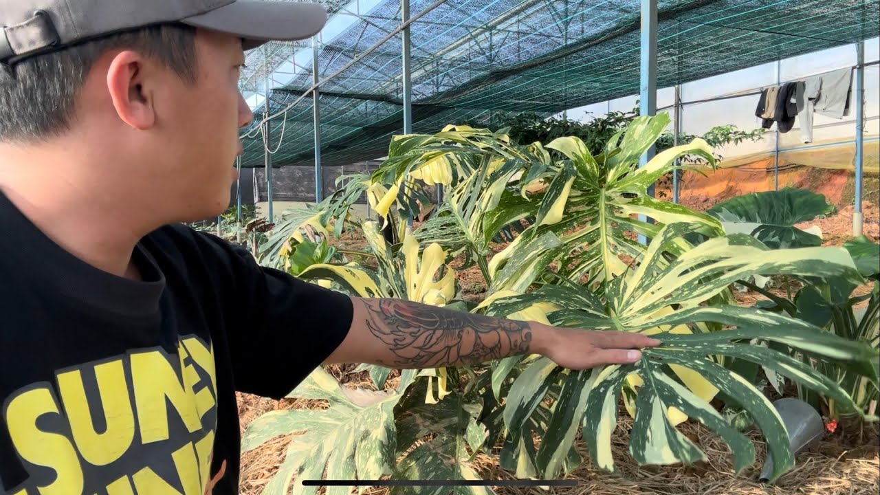 Cách trồng kiểng lá PHILODENDRON dễ ẹt