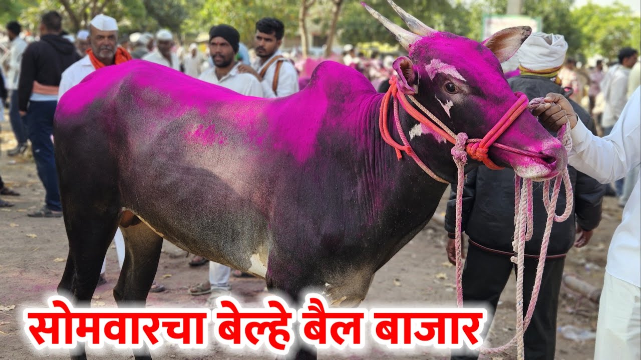सोमवारचा बेल्हे बैल बाजार,,दि-&zwnj;13/10/2025&hellip;Belhe Bail Bajar..Bail Bazar Belhe...#Belhe