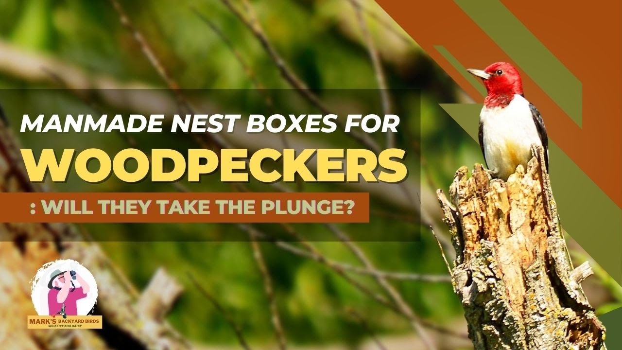 Will Woodpeckers Use Nest Boxes