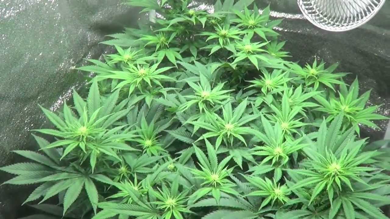 (3) DS-XML-350 LED Grow Light Review - www.AdvancedLEDLights.com -SUPERSOIL
