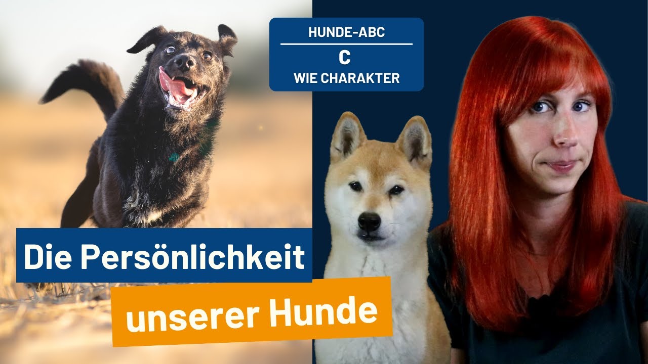 Der Charakter deines Hundes! Das Hunde-ABC