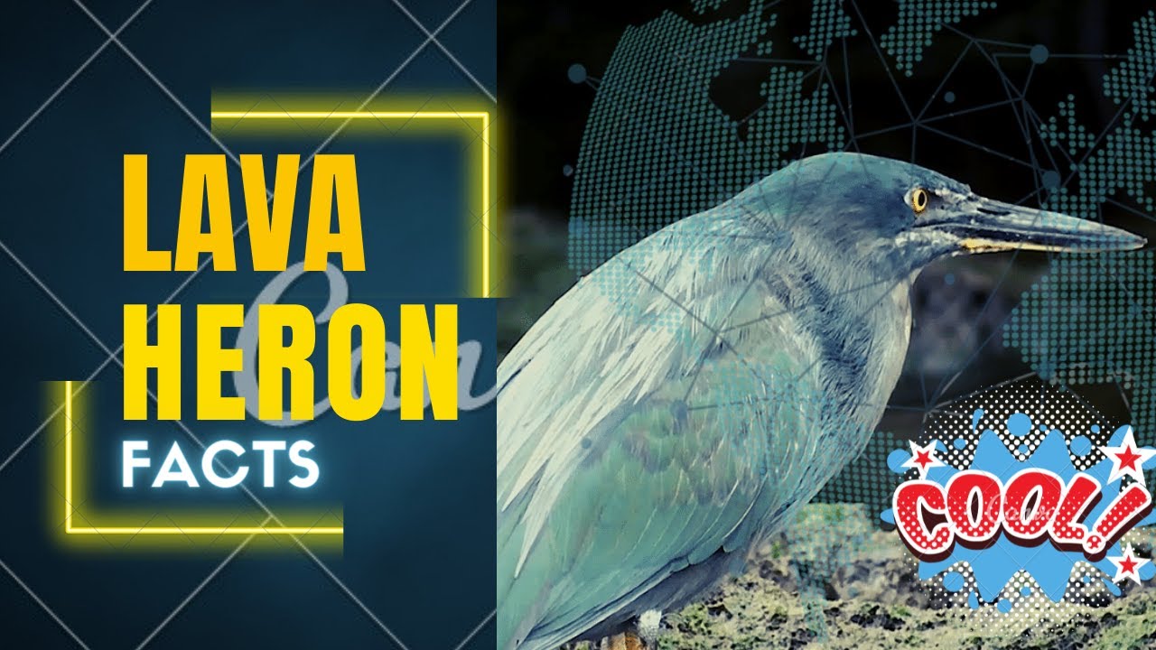 lava heron facts 🦩 Gal&aacute;pagos heron 🦩 endemic to the Gal&aacute;pagos Islands of Ecuador 🇪🇨