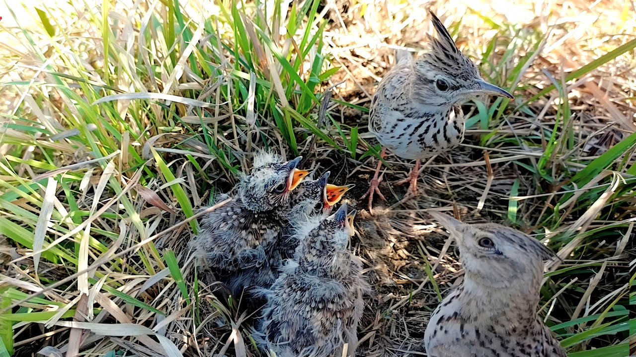 Crested lark singing song babies and babies are mature now @BirdPlusAnimals