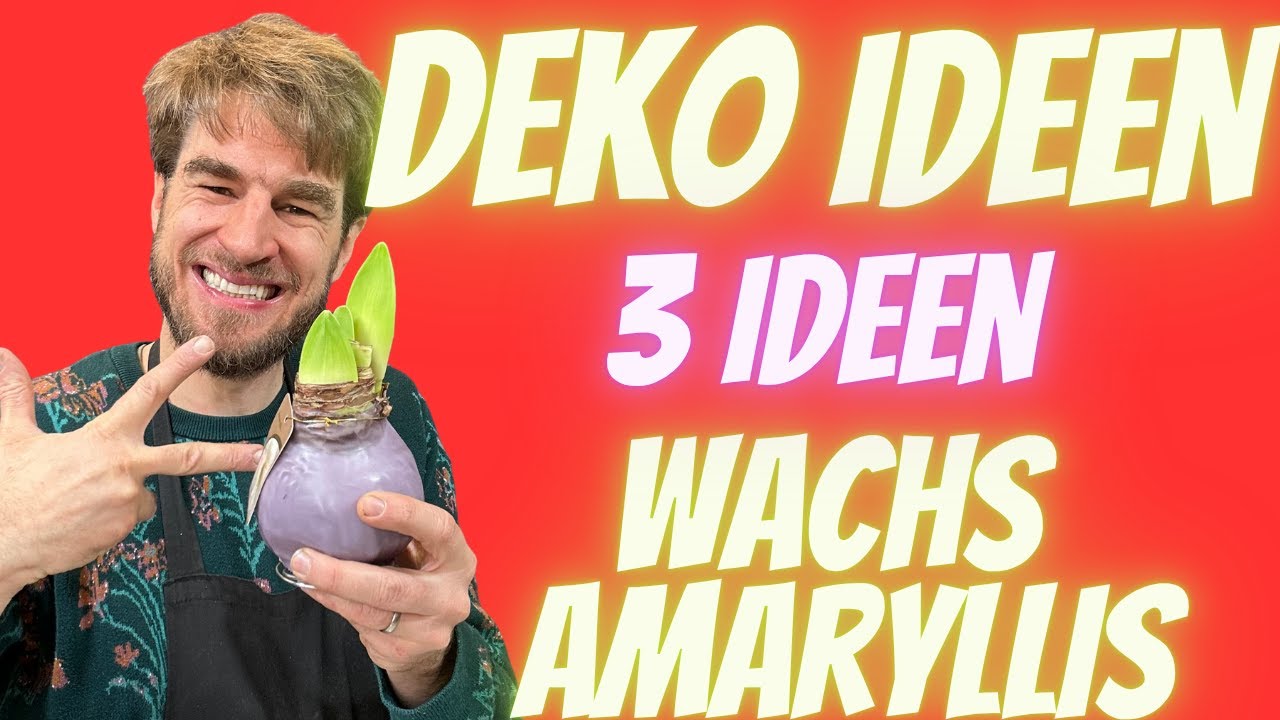 Der Blumenmann - wachs Amaryllis ideen