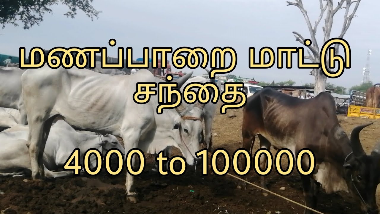 மணப்பாறை மாட்டு சந்தை || காங்கேயம் மாடு || நாட்டு மாடு || MANAPPARAI COW MARKET || COUNTRY BREEDS