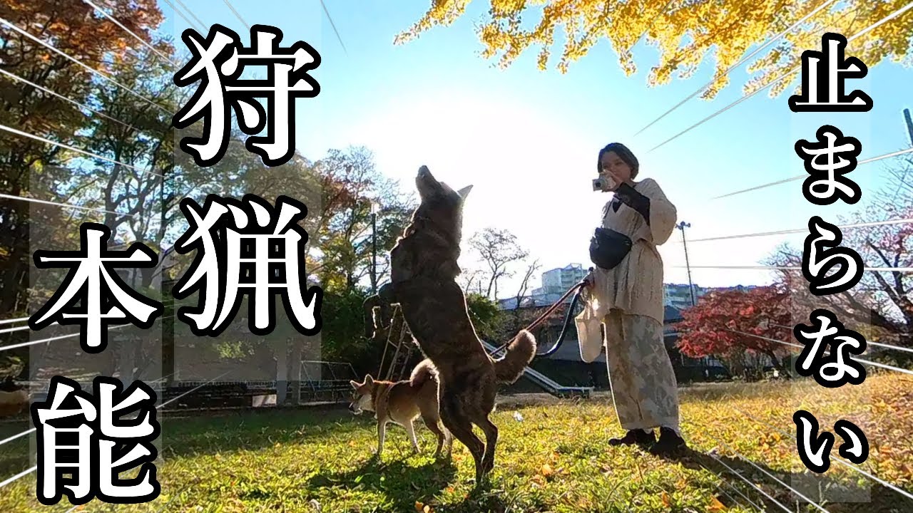 散歩中にも止まらない狩猟本能！獲物を狙い続ける甲斐犬の性が凄い！　#甲斐犬 #柴犬　#dog