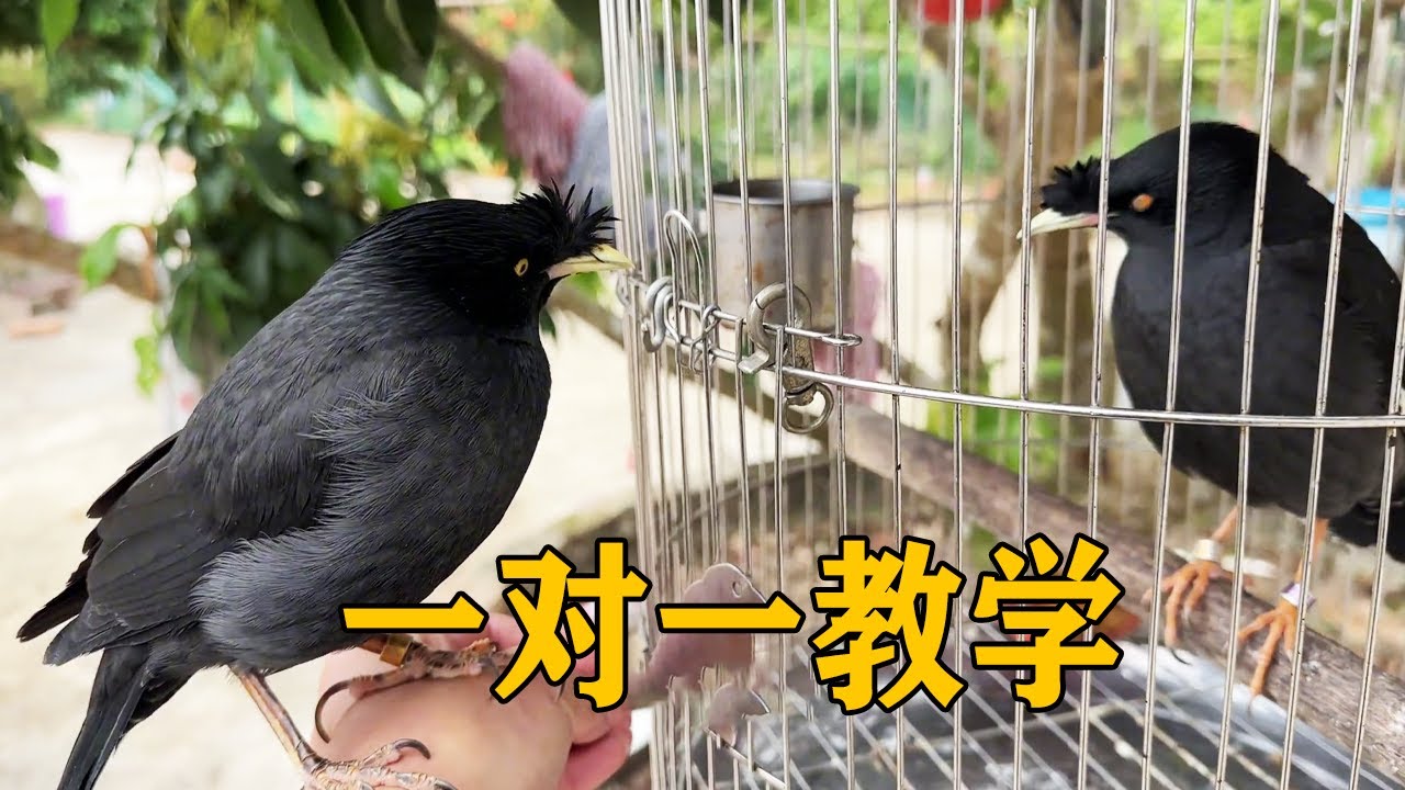 黑神作为一只八哥，说话还是不利索，让鸟妈妈来教教它【叁伍萌宠】
