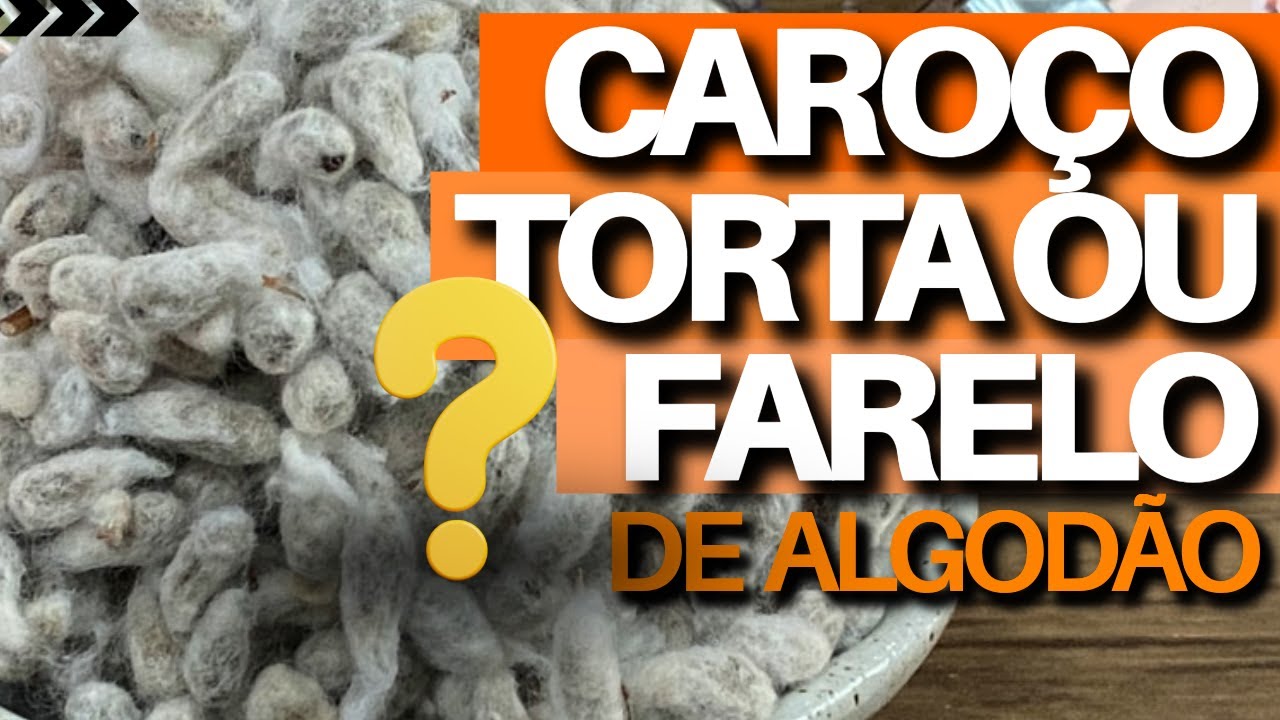 QUAL A DIFERENÇA entre Caroço de algodão, Torta de algodão e Farelo de Algodão  #pecuaria