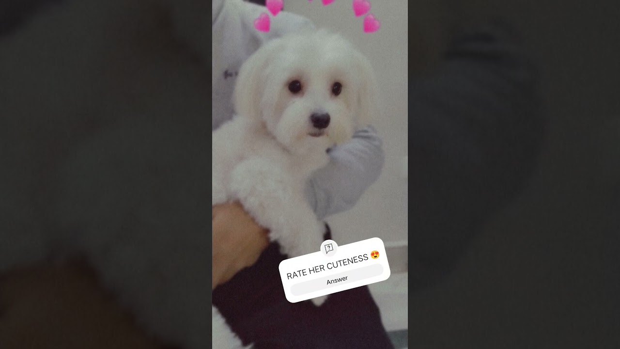 Millie's look after haircut 