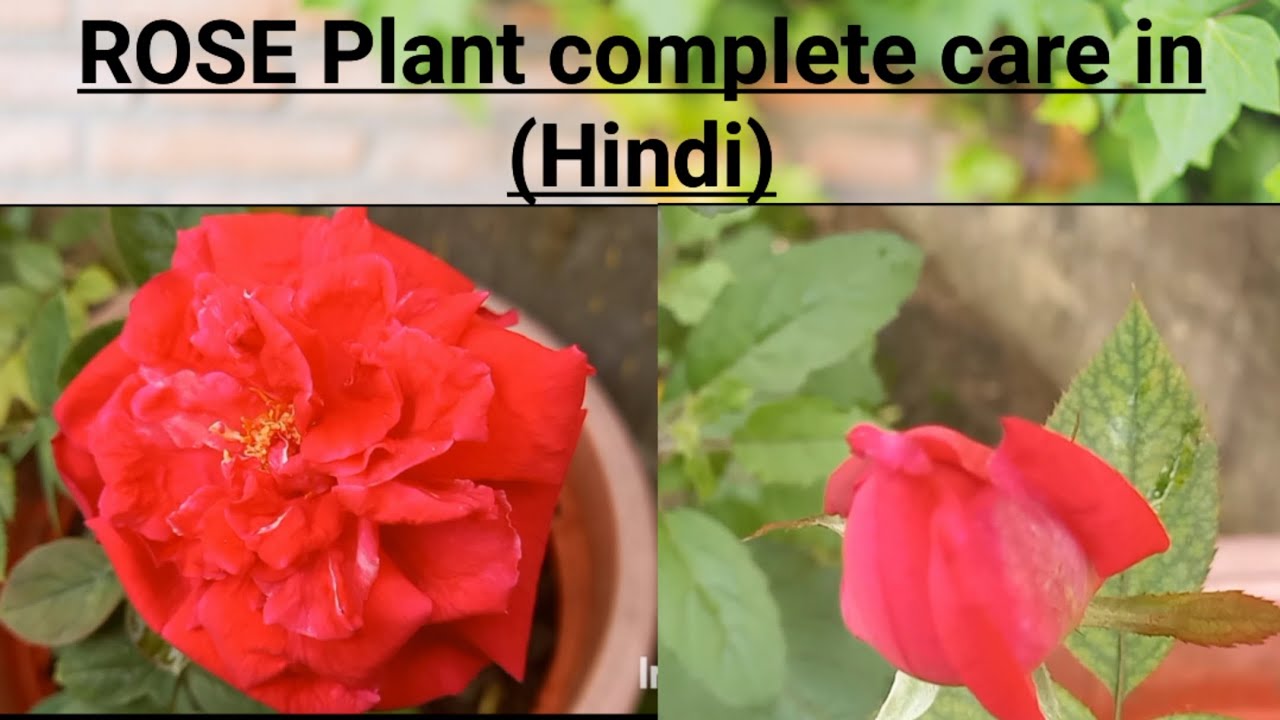 Gulab ke paudhe me jada phool kaise laiye complete jankari 100% gurante kar ke dekh lo