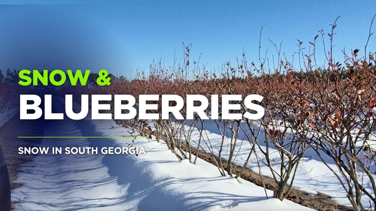 Will the Snow Hurt our Blueberries?