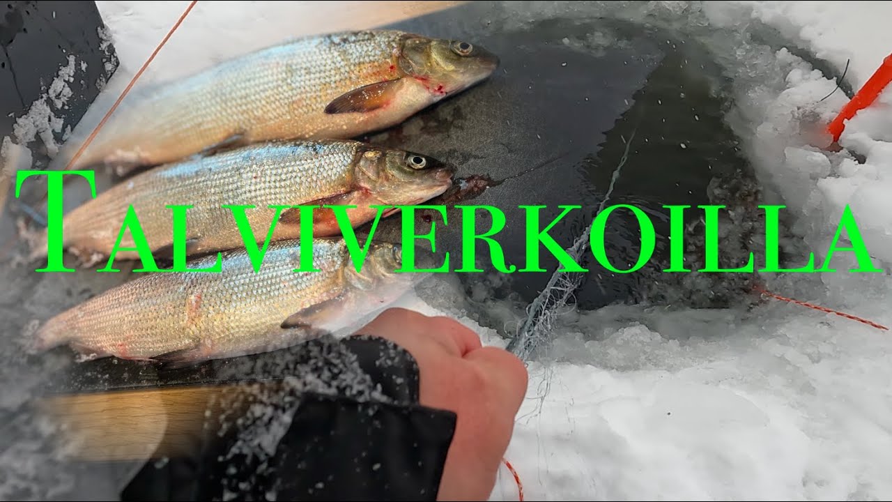 Talviverkoilla 8.3.2025 | Ivalo