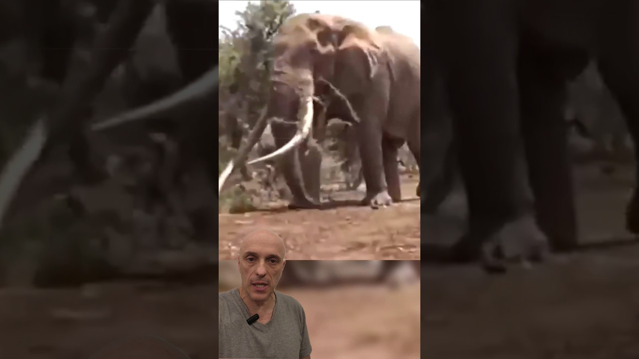 UM ELEFANTE GIGANTE! QUANTO ELE PESA? Pergunte ao Bi&oacute;logo Guilherme Domenichelli #animals #biologia
