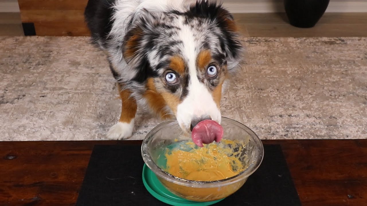 ASMR Dog Licking Peanut Butter Out Of A Bowl - Part 2