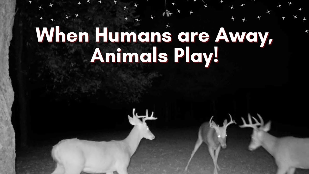 When Humans are Away, Animals Play!