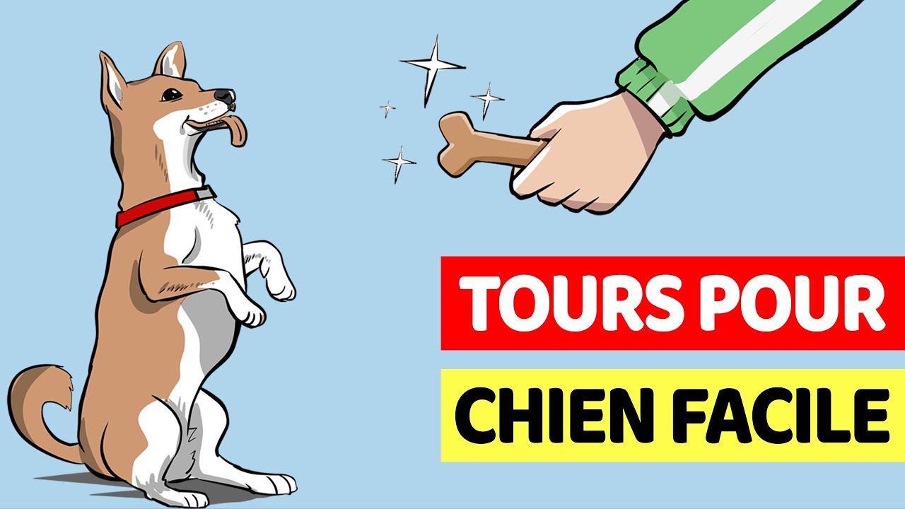 10 Tours Faciles À Apprendre À Ton Chien