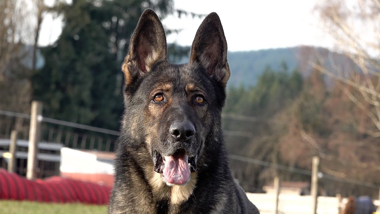 Incredibly Precise Obedience!