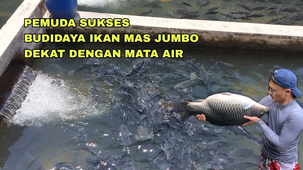 PEMUDA SUKSES BUDIDAYA IKAN MAS JUMBO DIKOLAM DEKET MATA AIR
