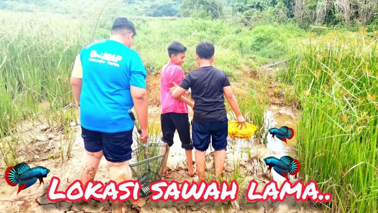 Sauk Ikan Laga Kampung(imbellis) #gengdunia #ikanlaga #fish