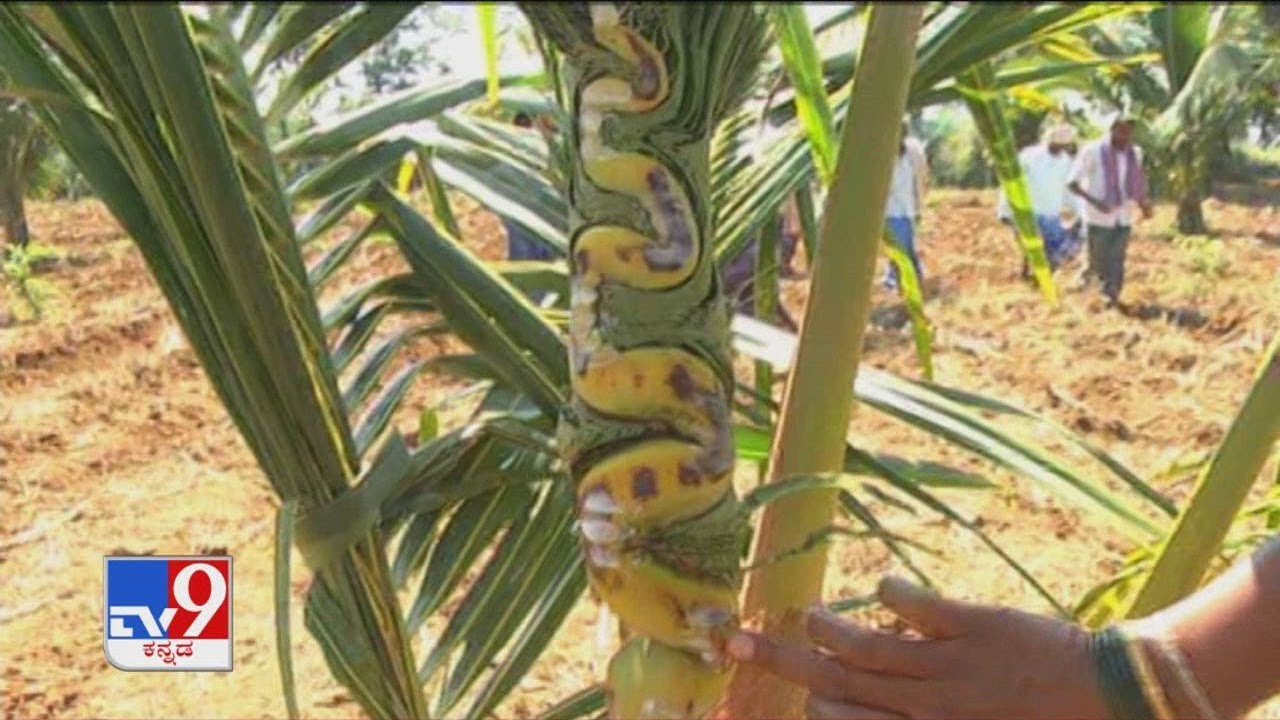 TV9 Heegu Unte: Snake-like branches appear in coconut tree at Hirekolachi Village in Bellary