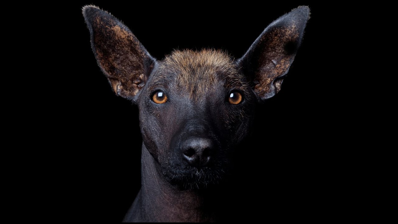 7 razze canine che hanno resistito alla prova del tempo!