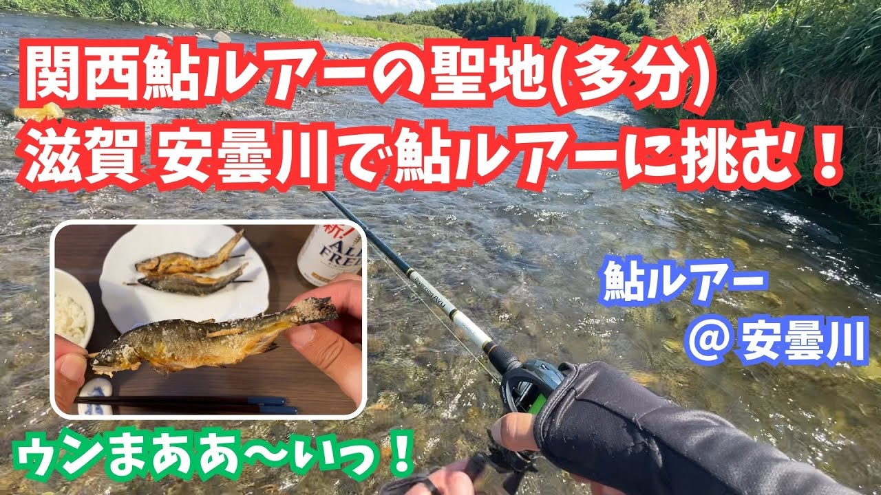 【鮎ルアー】やっと行けました！関西鮎ルアーの聖地・安曇川釣行【安曇川】