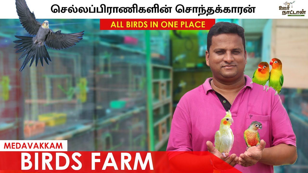 Bird's Farm Tour | For Sale | Budgies, Cockatiel, Conure | Oor Naattan