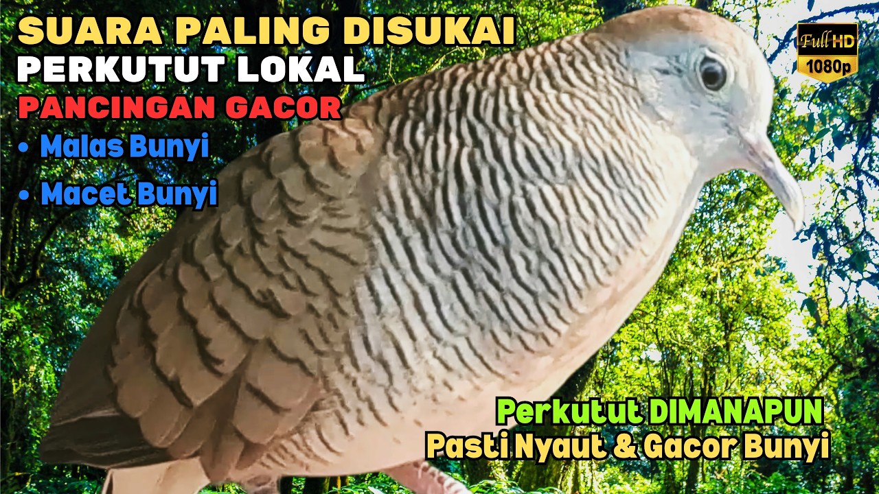 SUARA PERKUTUT LOKAL GACOR PALING DISUKAI 🐦 Pancingan Semua Perkutut Yang Malas Bunyi Bikin 💯 Nyaut