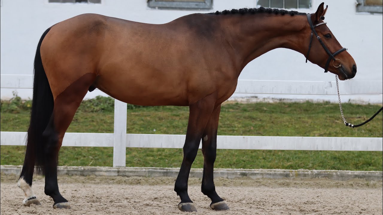 *TOP EASY EQ*COR, 2021, gelding, by Caesar (Colman) @ANSporthorses 