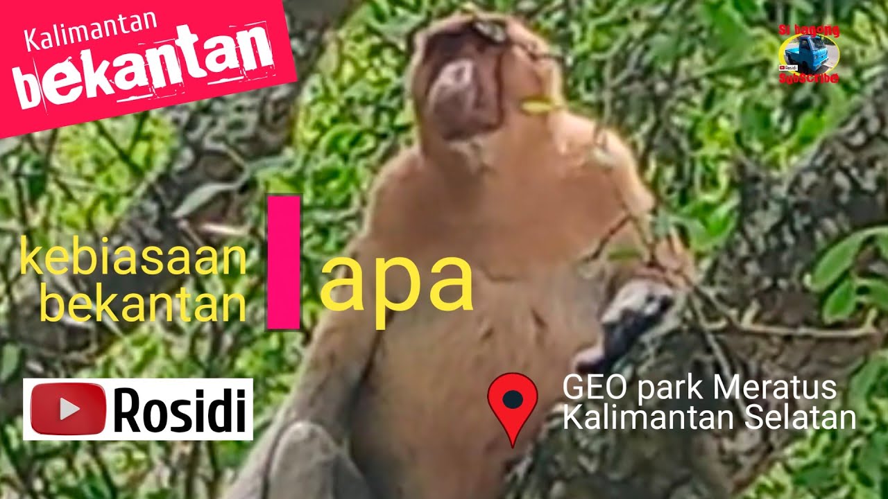 bekantan #9: bekantan kalimantan | apa kebiasaan bekantan