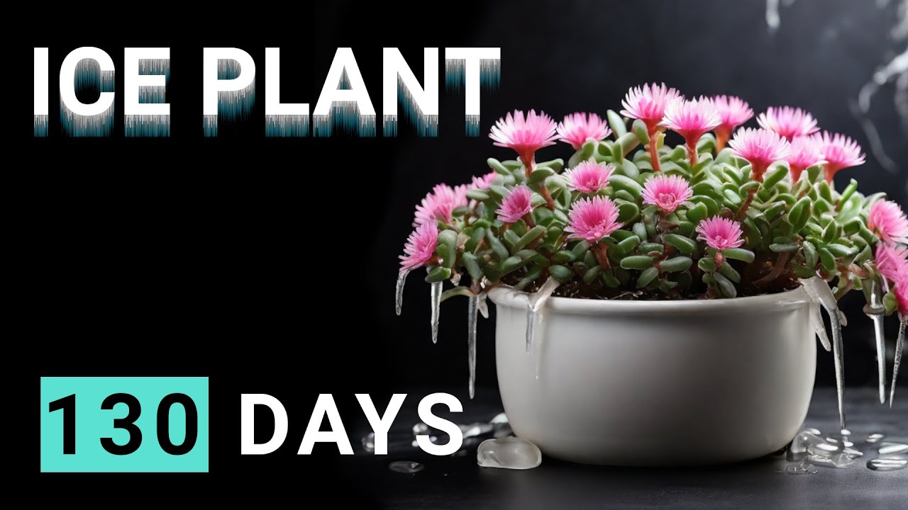 From Seed to Succulent: Iceplant Growth Timelapse