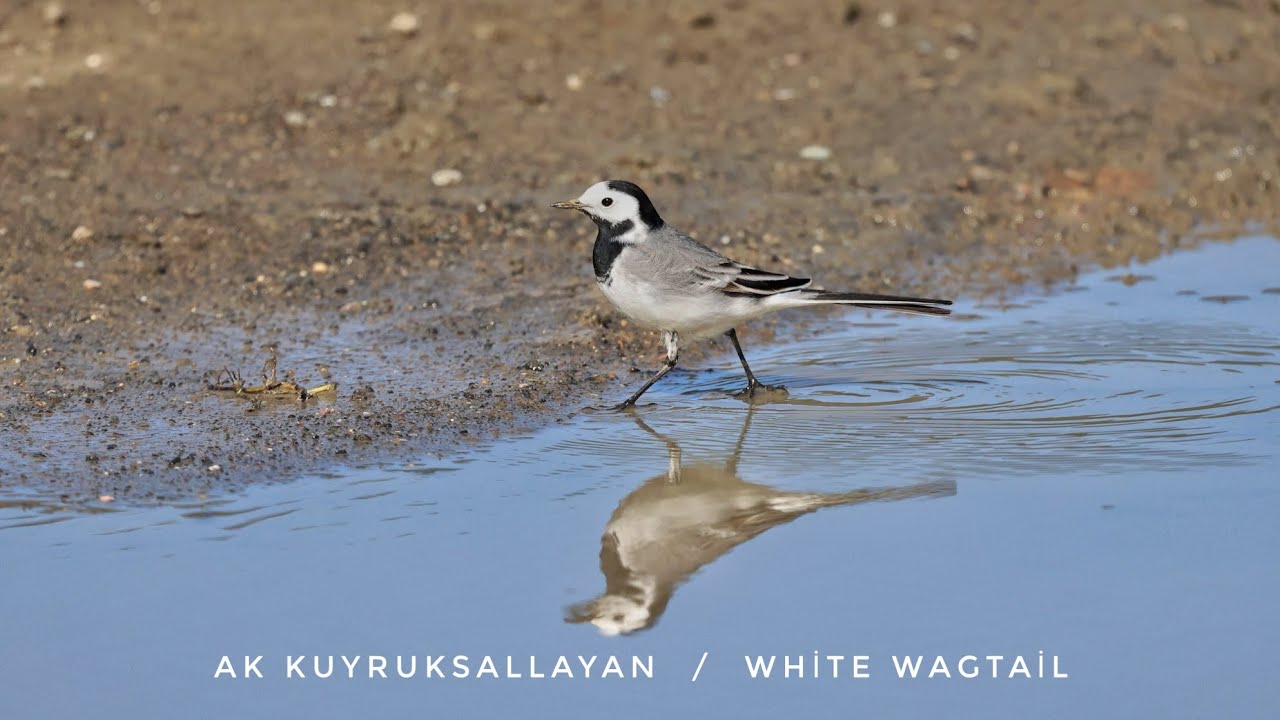 Ak kuyruksallayan  /  White Wagtail  /  Motacilla alba