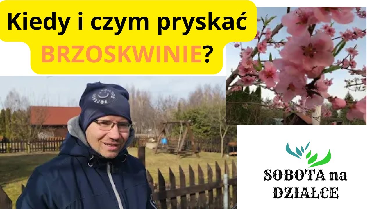 Kiedy i czym opryskać brzoskwinię aby nie miała poskręcanych liści?