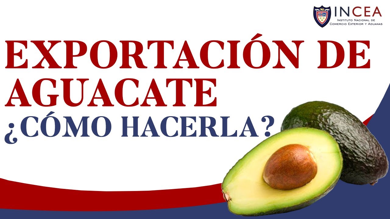 Exportación de Aguacate: ¿Cómo Hacerla?