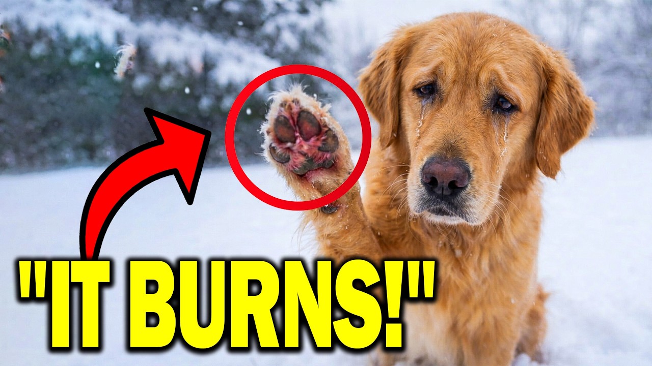 9 Deadly Winter Mistake That Kill Your Dog Softly Check Paws Now