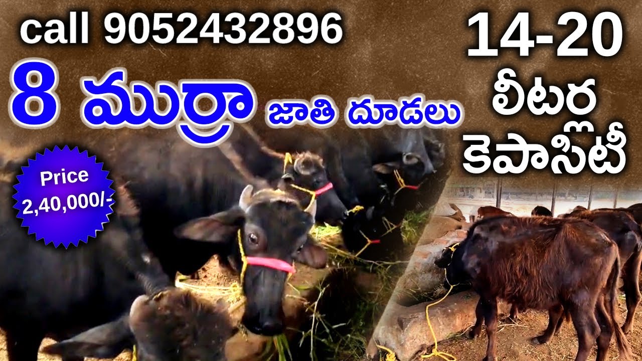 8 ముర్రా జాతి దూడలు | 14 - 20 లీటర్ల కెపాసిటీ | 8 Murrah breed calves | 14 - 20 liters capacity