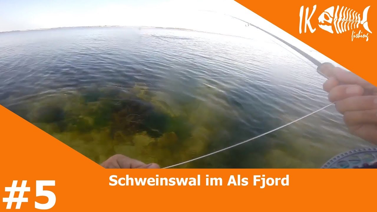 #5 Schweinswal im Als Fjord